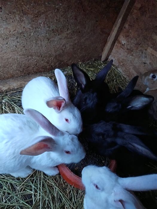 Iepuri Hycole francez