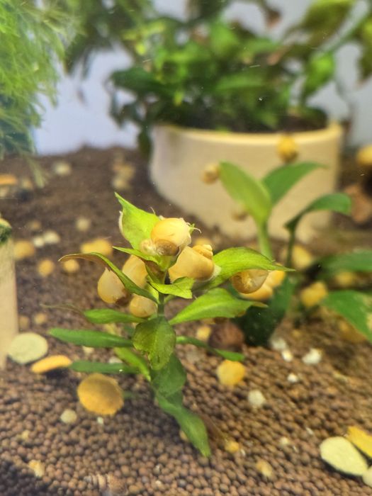 Продам улиток аквариумных