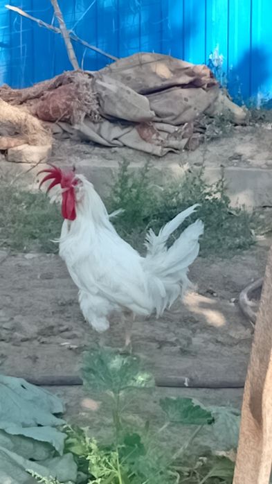 Продам петуха леггорна