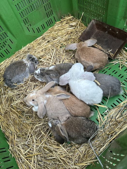 Iepuri de vanzare berbec german !