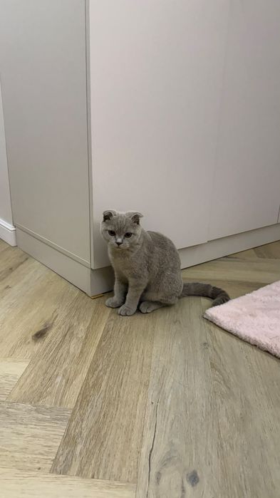Шотландский вислоухий котик ищет добрых хозяев.