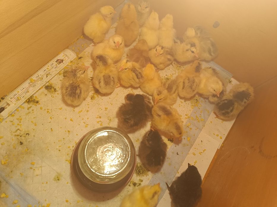 Продам суточных домашних циплят