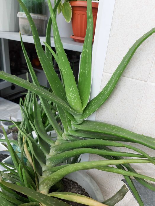 Алоэ разновозрастные распродажа