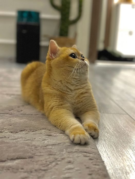 Вязка  с Британцем  NY 12