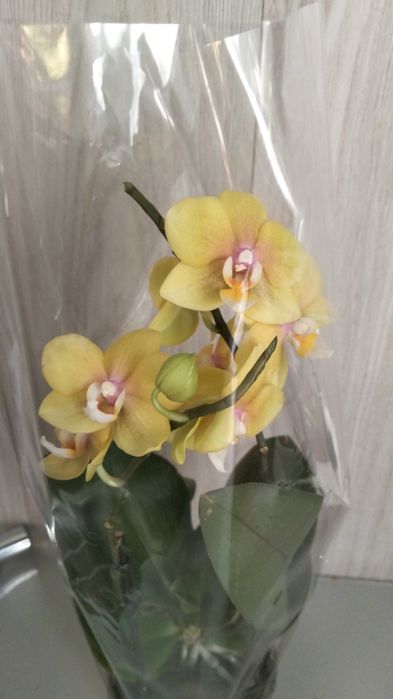 Орхидея фаленопсис сортовые