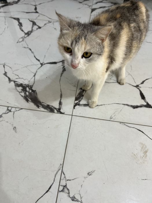 Отдам в добрые руки