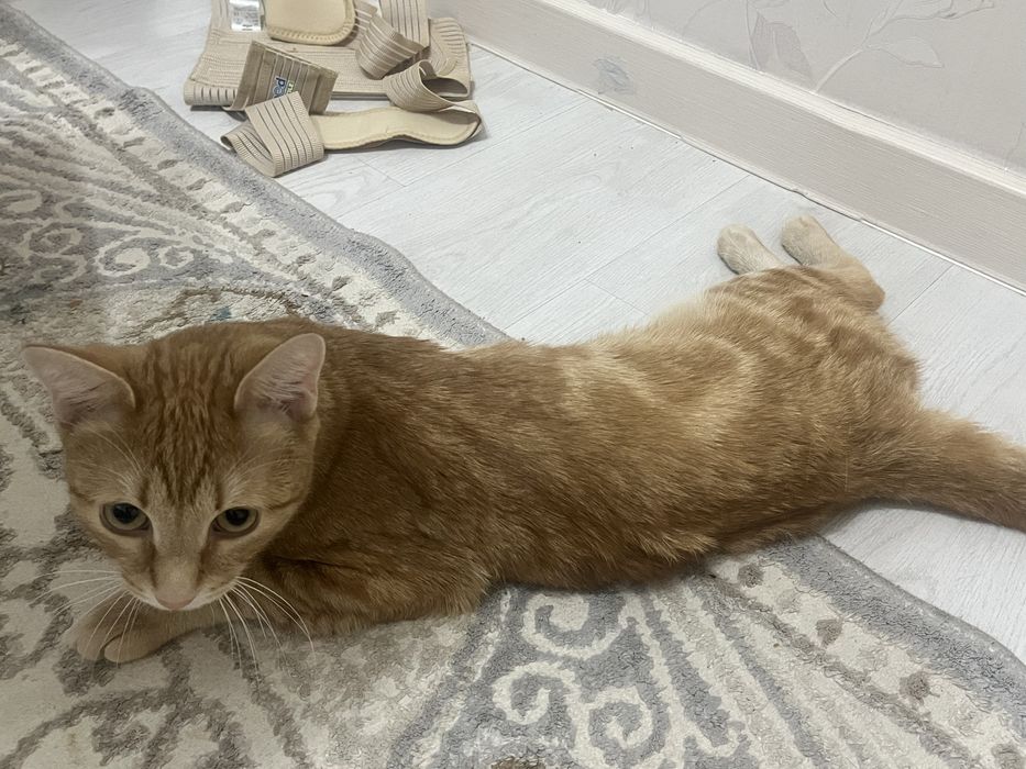 Шотландский прямоухий кот