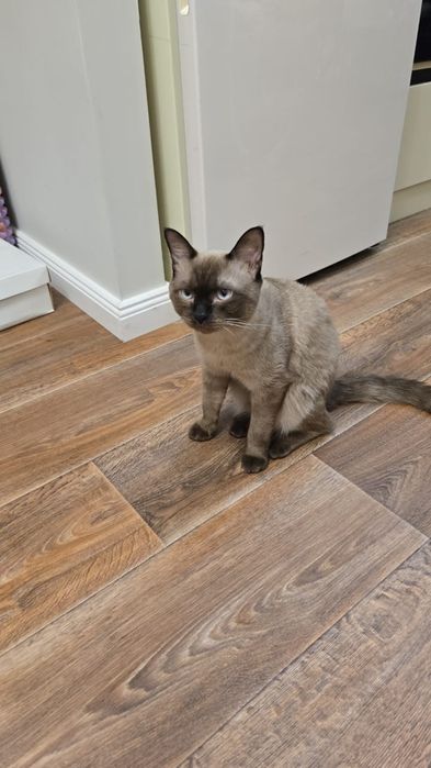 Котенок, мальчик 7.5 мес.