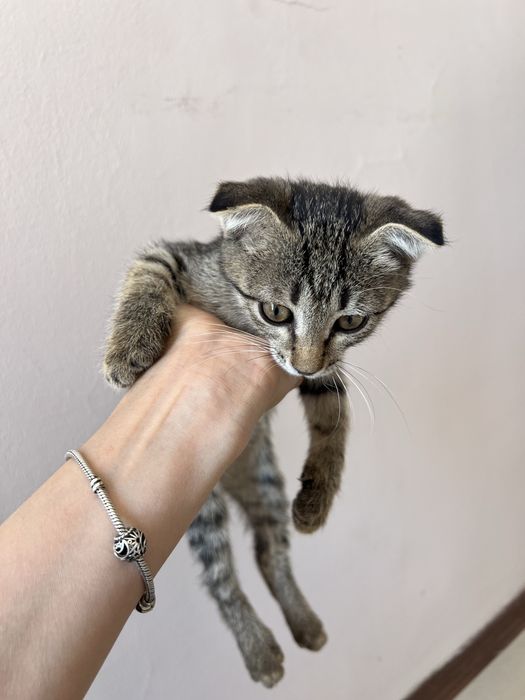 Котенок в добрые руки
