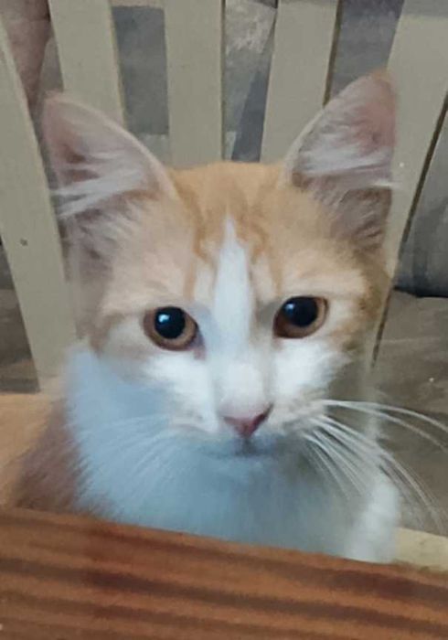 Подарявам котета