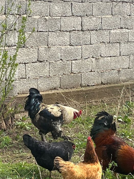 Қораз, қазақы әтеш