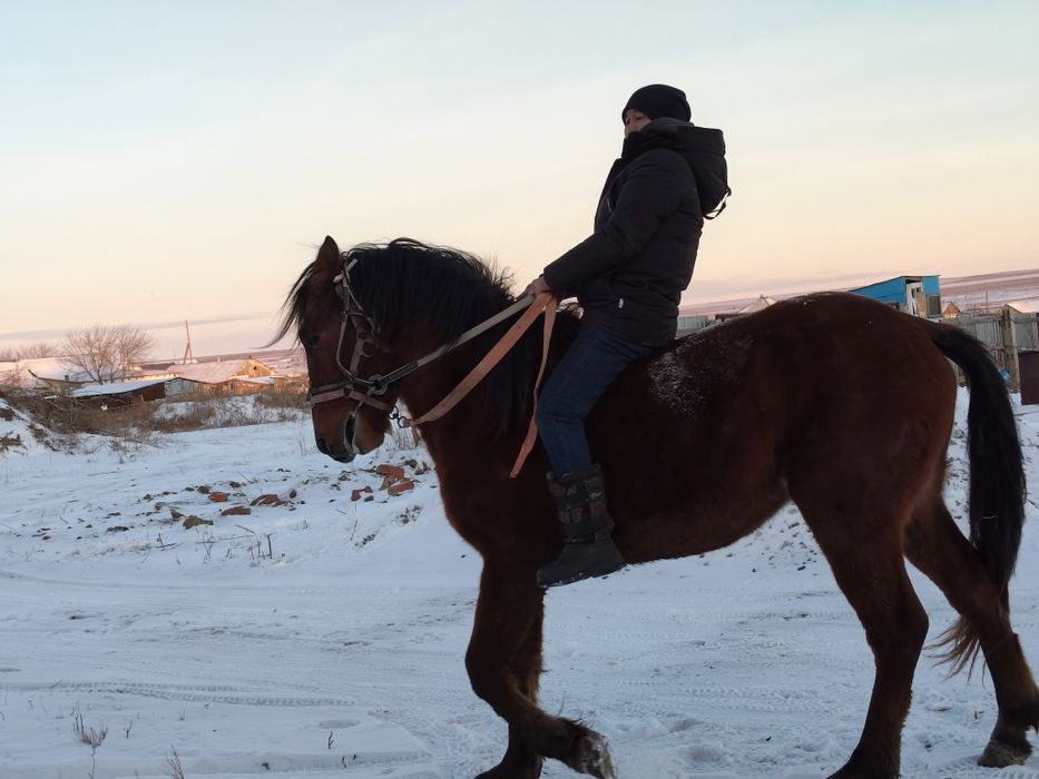 Продам жеребца 4года,