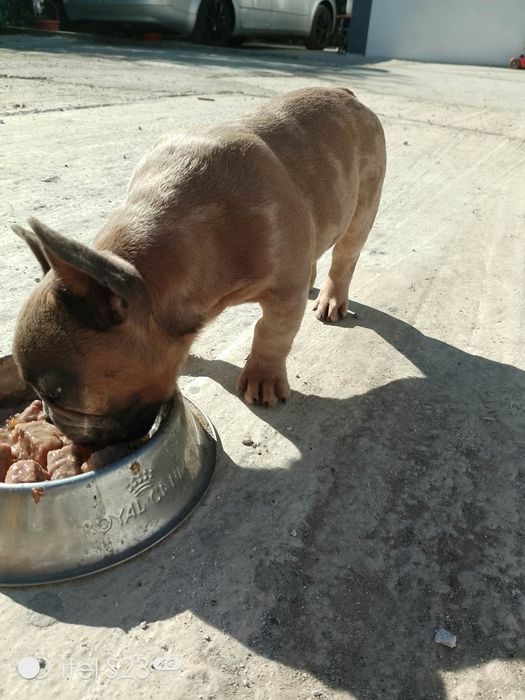 Vând buldog francez