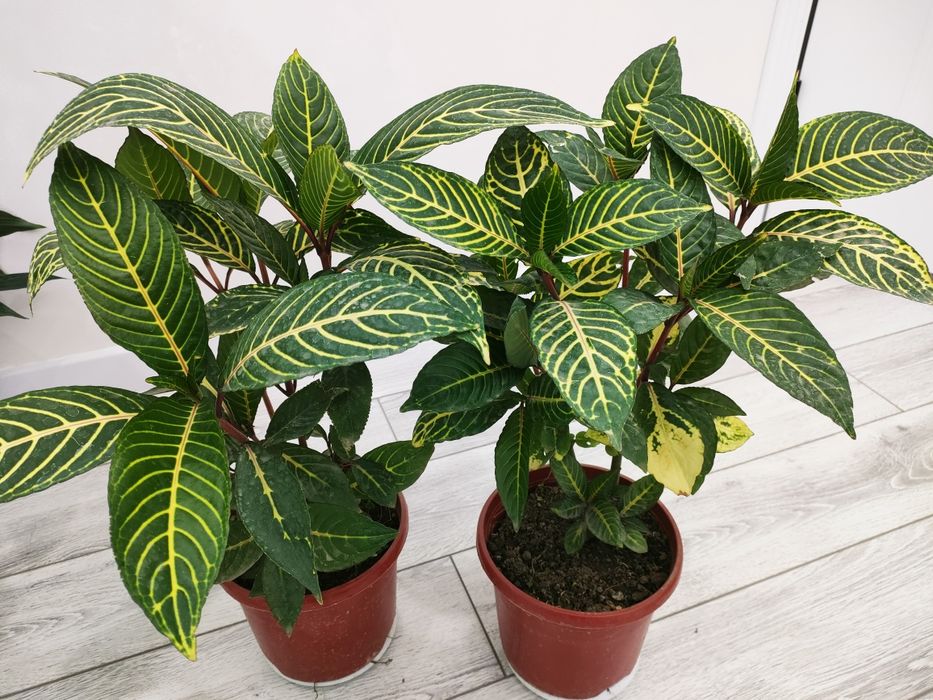 Домашние цветы, доставка