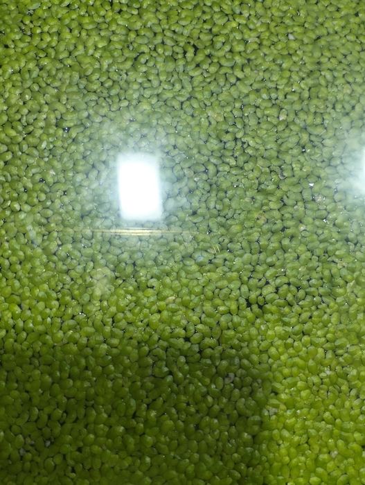 Растение аквариумное Ряска