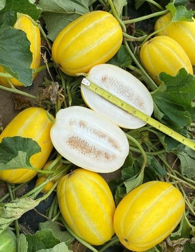 Seminte Pepene Chamoe" Korean (   200 seminte) Cadou Decembrie + 50 se