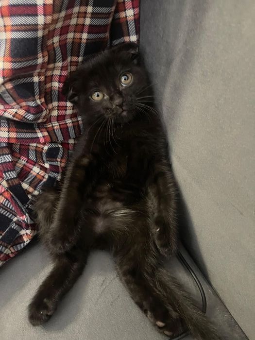 Продам котенка шотландская
