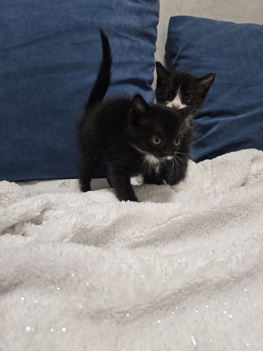 Отдам в добрые руки котят