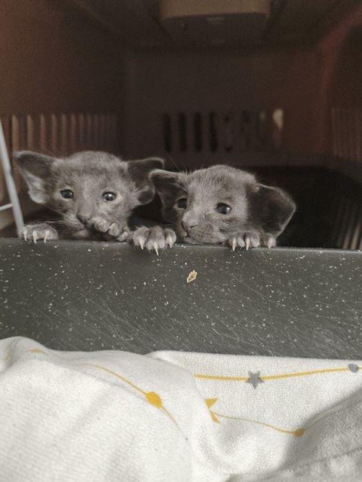 Ориентальные котята экстрим