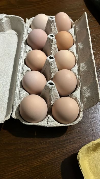 Oua araucana Australorp  și