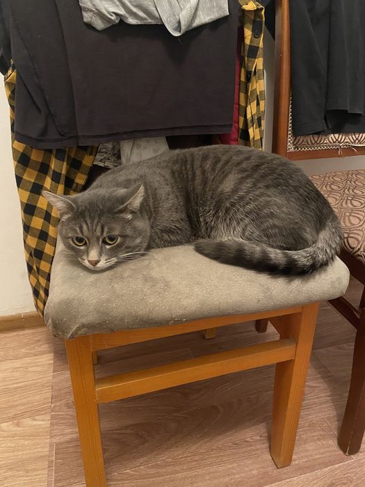 Кот для вязки бесплатно