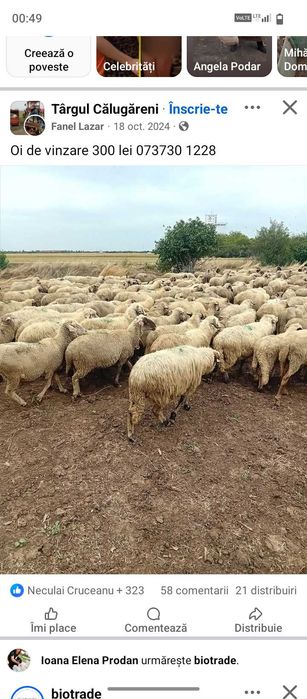 Cca 100 oi gestante tinere (mioare și strâmtoare)