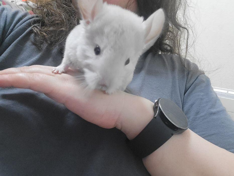 Продам шиншил (3 мес)