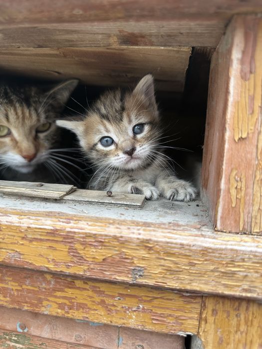 Котята породистые в добрые руки