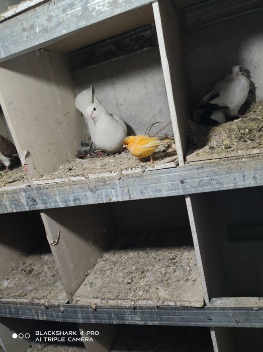 Продам голубей породы Бакинец