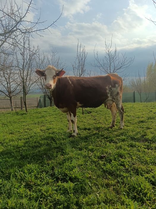 Junca bălțată cu primul vițea 6 săptămâni/montata Simmental