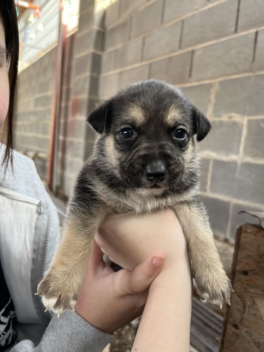 Щенята даром в хорошие руки!