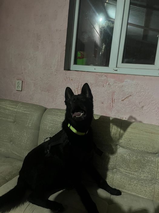 Немец рр сатылады 9 ай