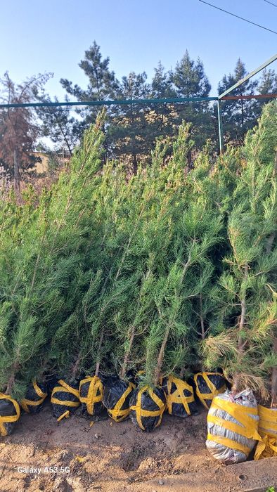 Archa va dekorativni darahtlar sotamiz va ekib beramiz dostafka bor