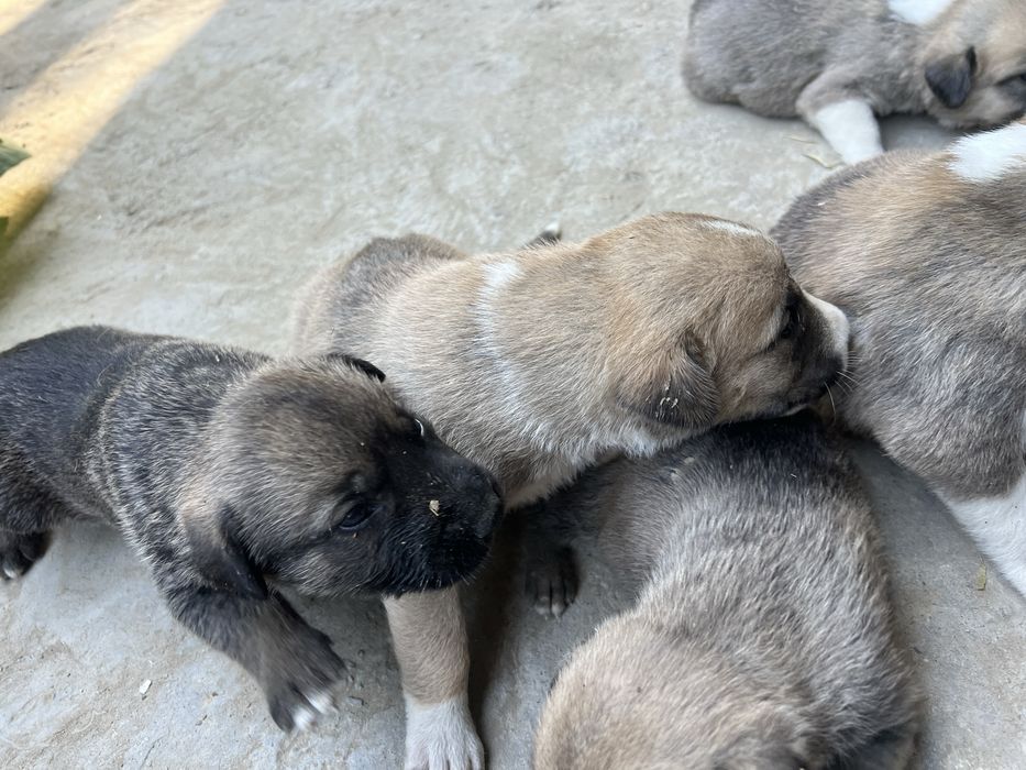 Alabay zotli kuchuklar va onasi sotiladi rasmda otasi bn onasi