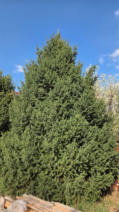 Молодые пушистые ёлки