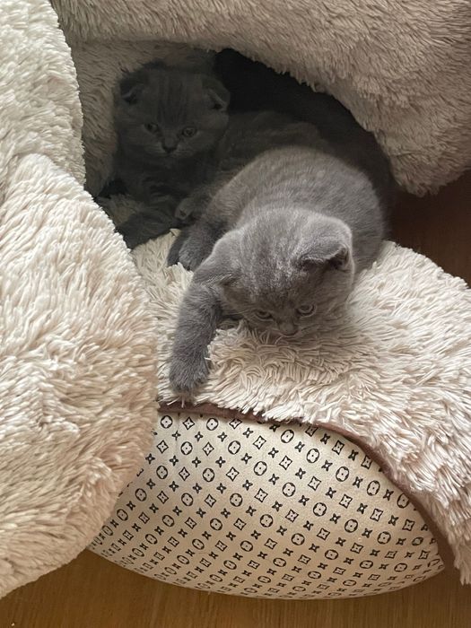 Малки сини британки/шотландки