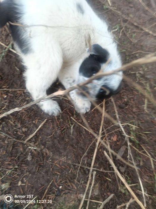 Подарява се кученце