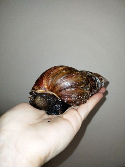 Ulitka axatina kimga kerak bulsa