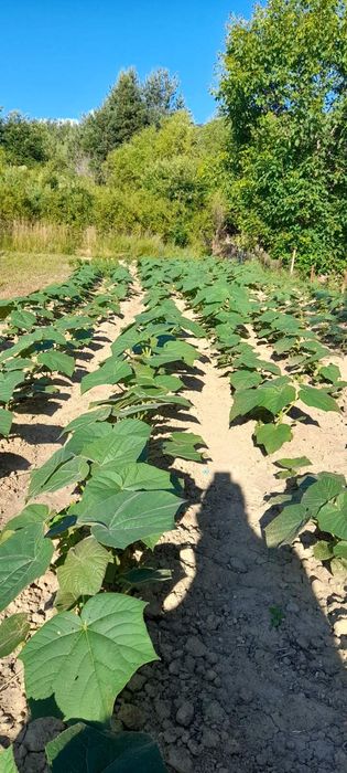 Продавам фиданки Пауловния