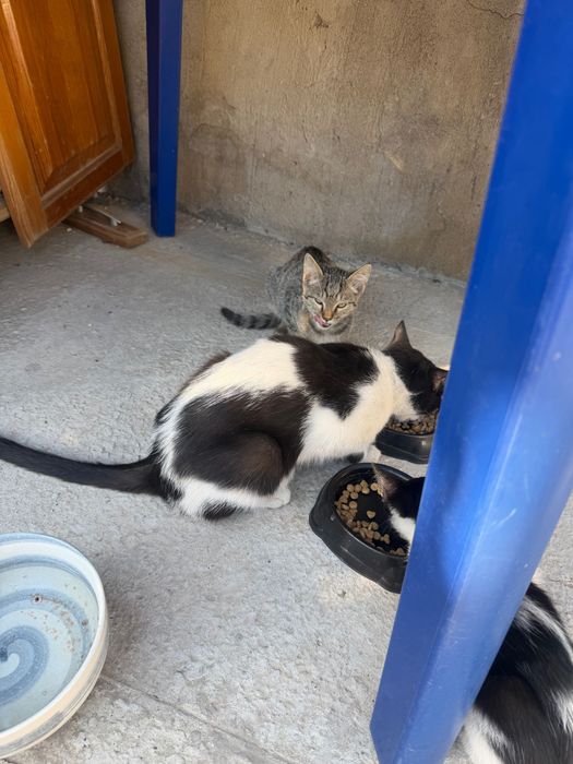 Котенок 3 месяца бесплатно