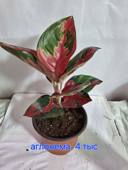 Комнатные растения