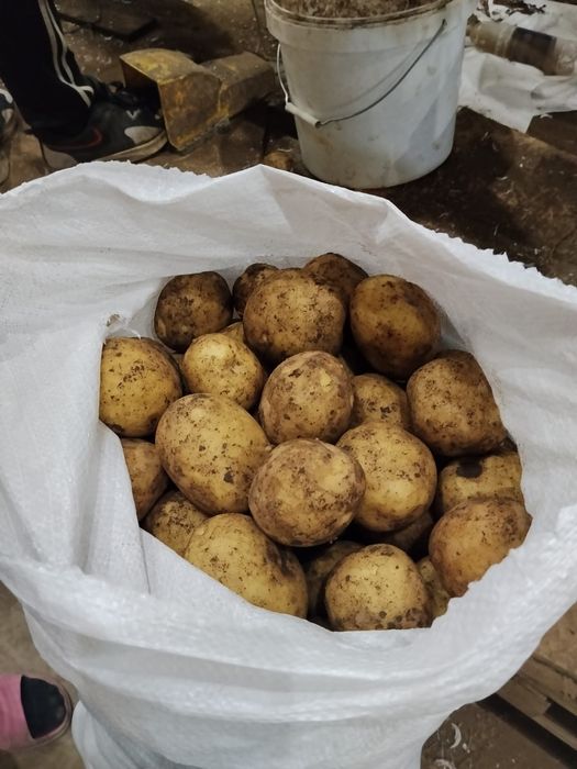 Картофель Павлодарский