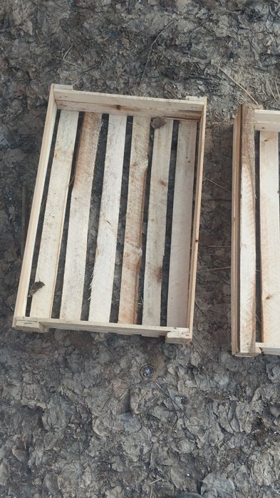 Pamidor yashila har xil razmerla bor