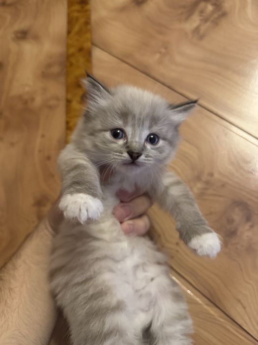 Продам породистых котят