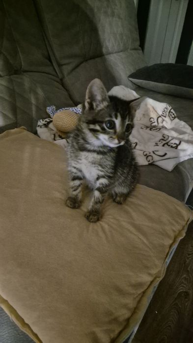 Отдам котёнка девочка