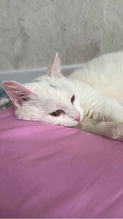 кот 1,5годик отдам в добрые руки