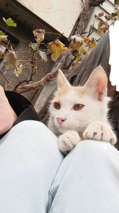 Подарявам котенце