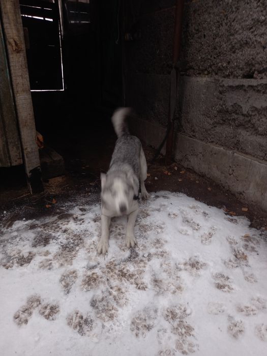 Хаски девочка умная