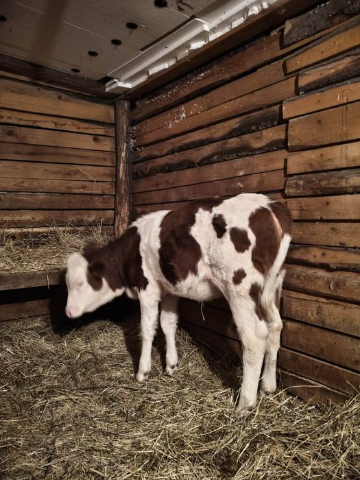 Vând o vitea bălțată românească