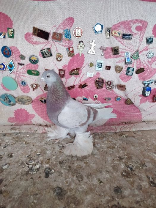 Продам молодую бусую голубку